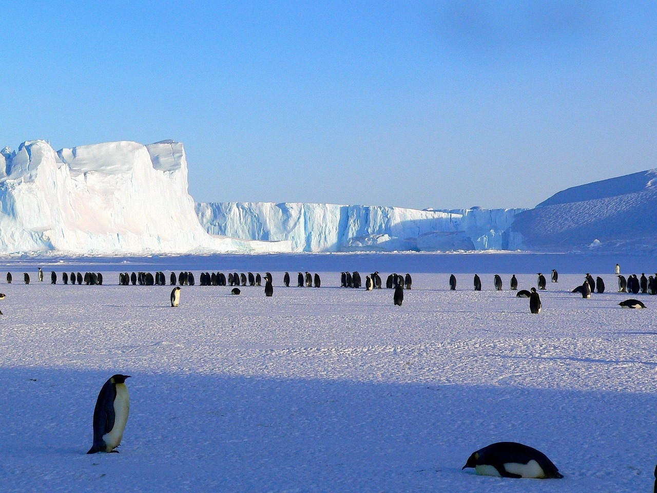 A rare audience: Only a few thousand travelers witness the Emperor Penguin colonies each year.