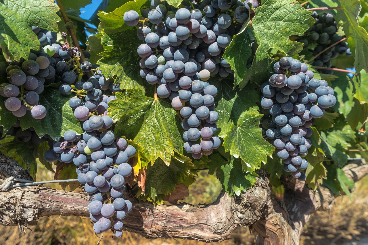 Savor the harvest season with exclusive wine tastings in the heart of Bordeaux.