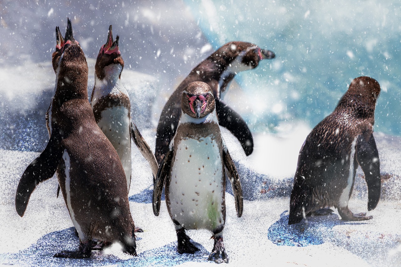 Expedition cruises offer once-in-a-lifetime wildlife encounters in Antarctica.