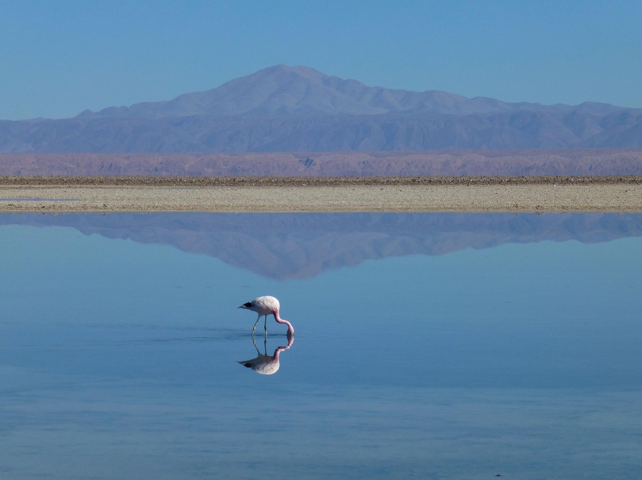An unexpected oasis: Lake Havasu offers 'gin-clear' waters in the heart of the Arizona desert.