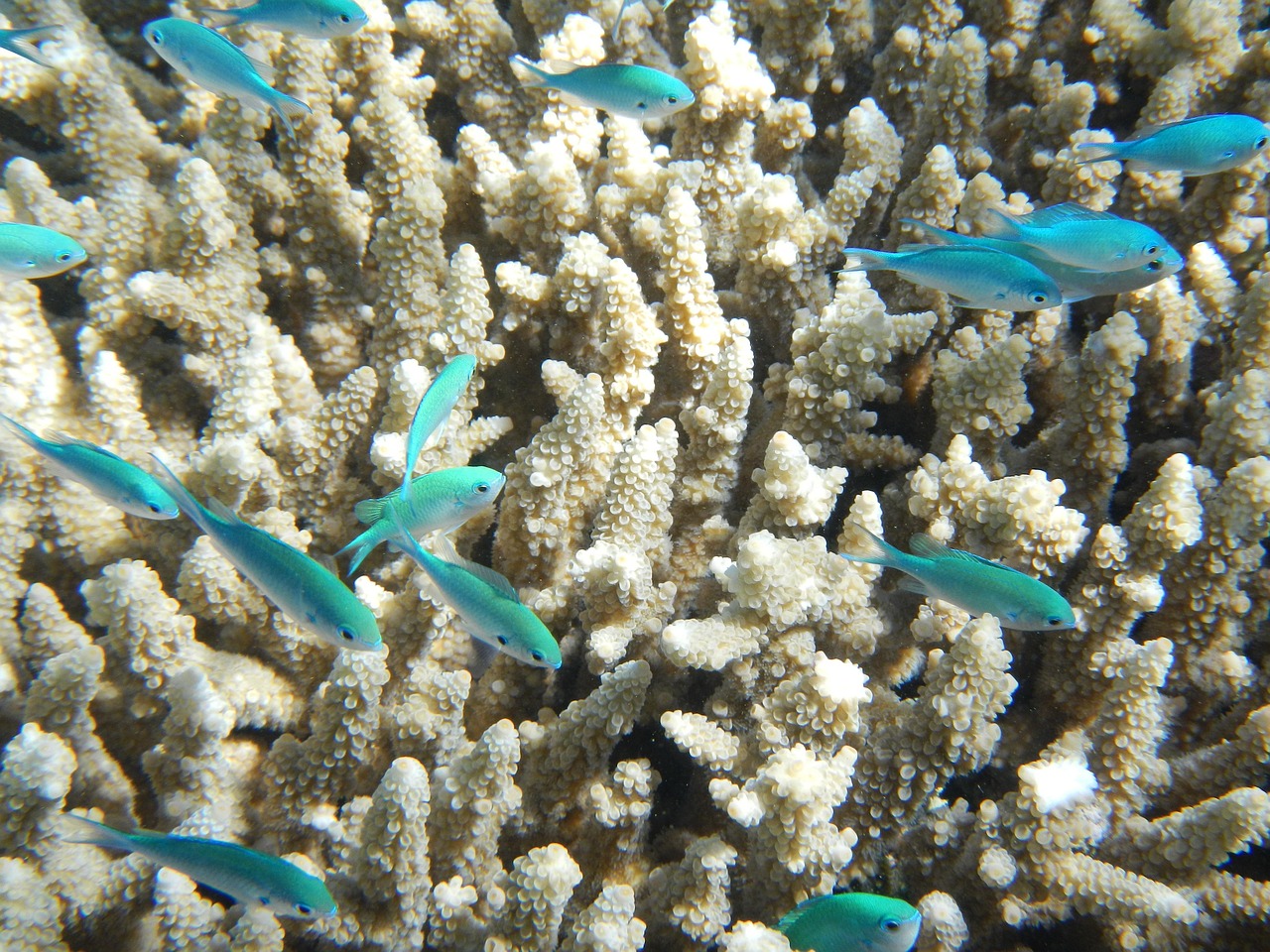 The island's coral reefs are teeming with vibrant marine life, perfect for family snorkeling trips.