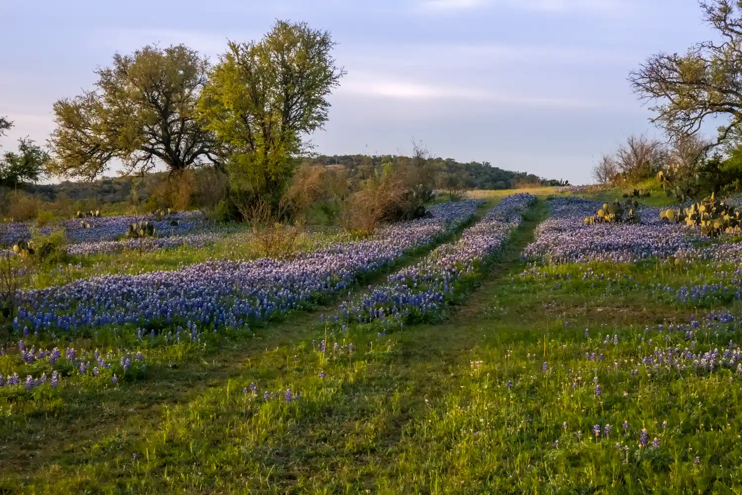 A vibrant field of bluebonnets, the iconic Texas state flower, blooming under a clear sky.