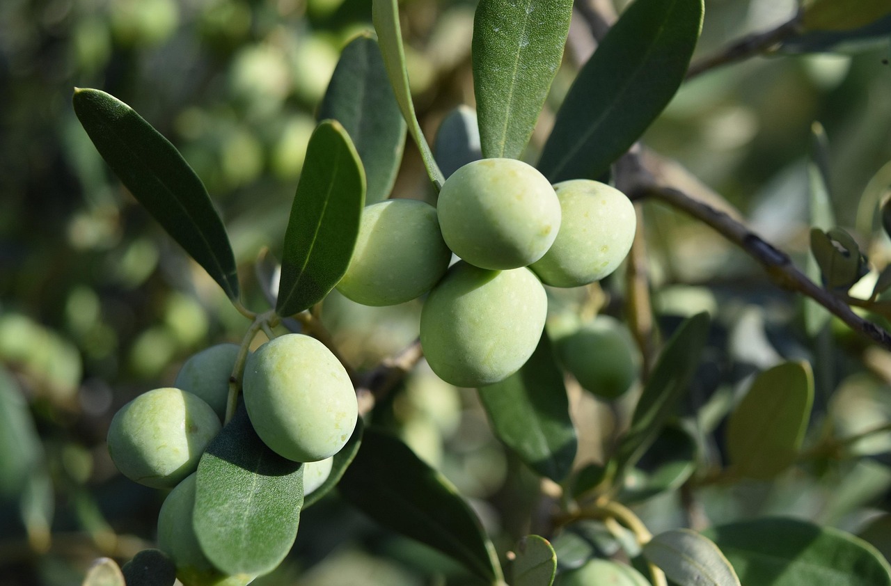 Grounding activities like slow walks through olive groves provide sensory-rich regulation without the pressure of a rigid schedule.