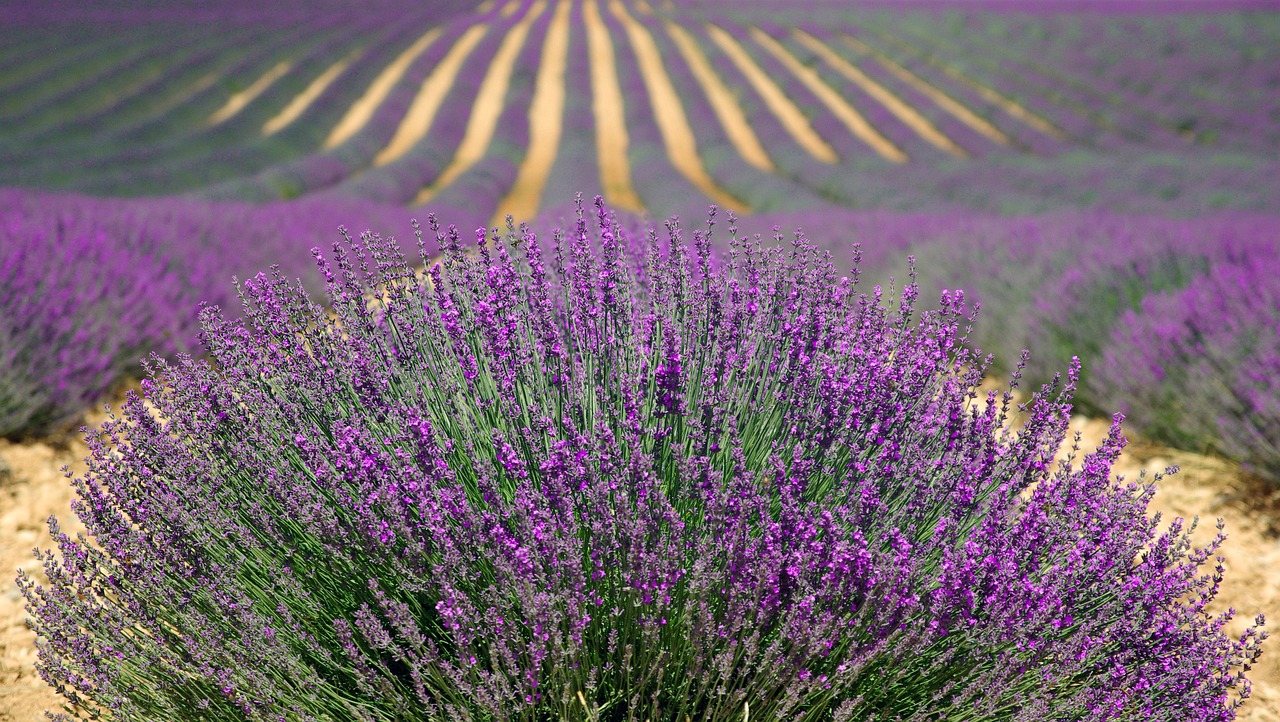 The blooming lavender fields of Grasse, the undisputed world capital of fragrance.