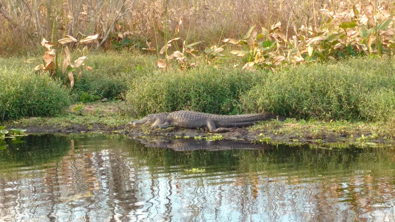 Kayaking through the mangroves is the best way to spot wildlife during the dry winter season.