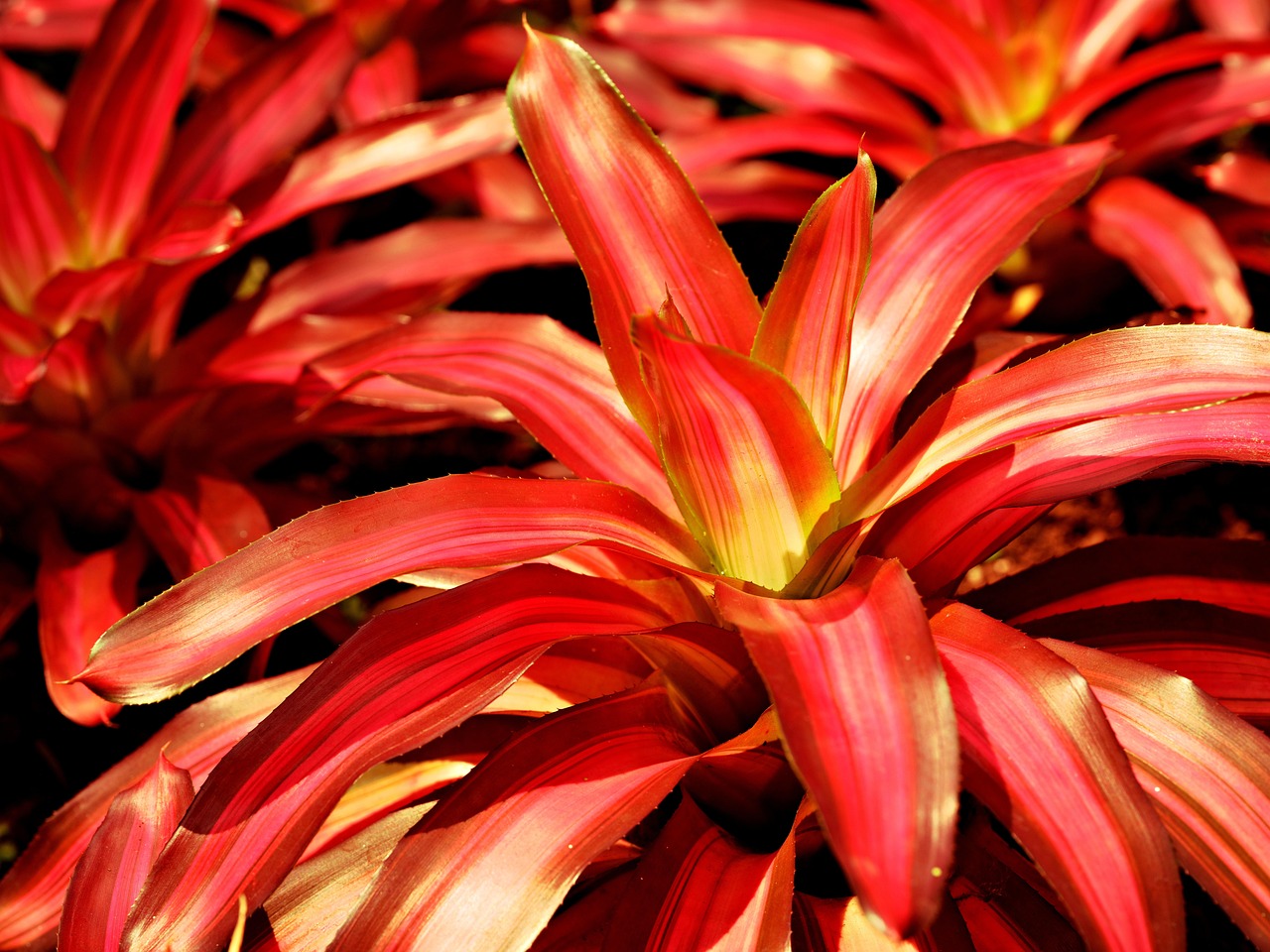 The wild Chaguar plant, a species of bromeliad whose fibers are the foundation of Wichí art.