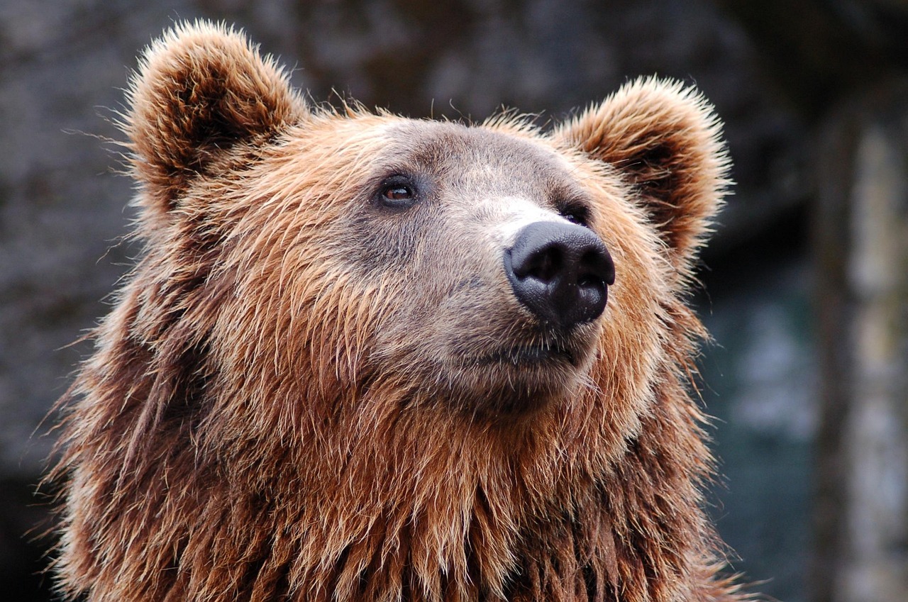 Knight Inlet Lodge offers world-class grizzly bear viewing guided by the Da’naxda’xw Awaetlala First Nation.