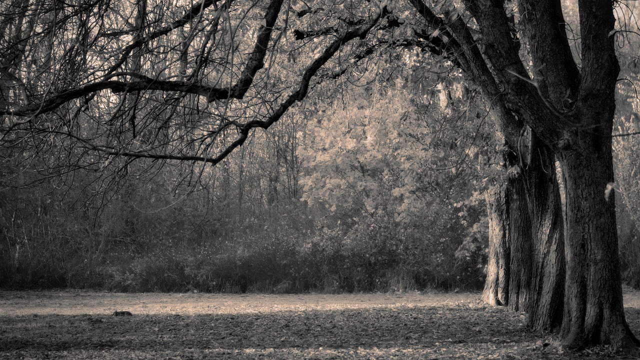 Winterfold Forest's unique tree farm layout provided a naturally surreal backdrop for the Wicks family mausoleum.