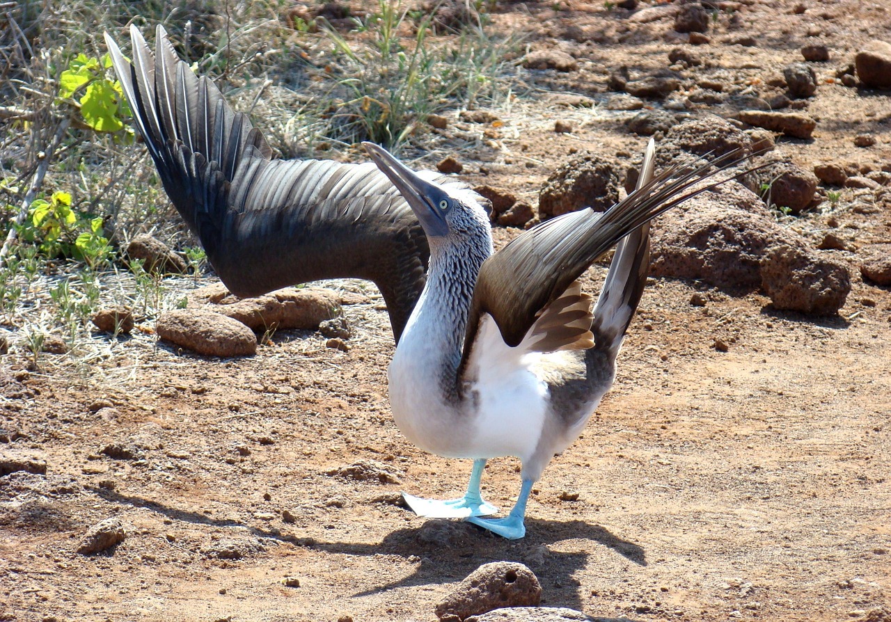 The iconic blue-footed booby, one of the many evolutionary wonders of the Galápagos.