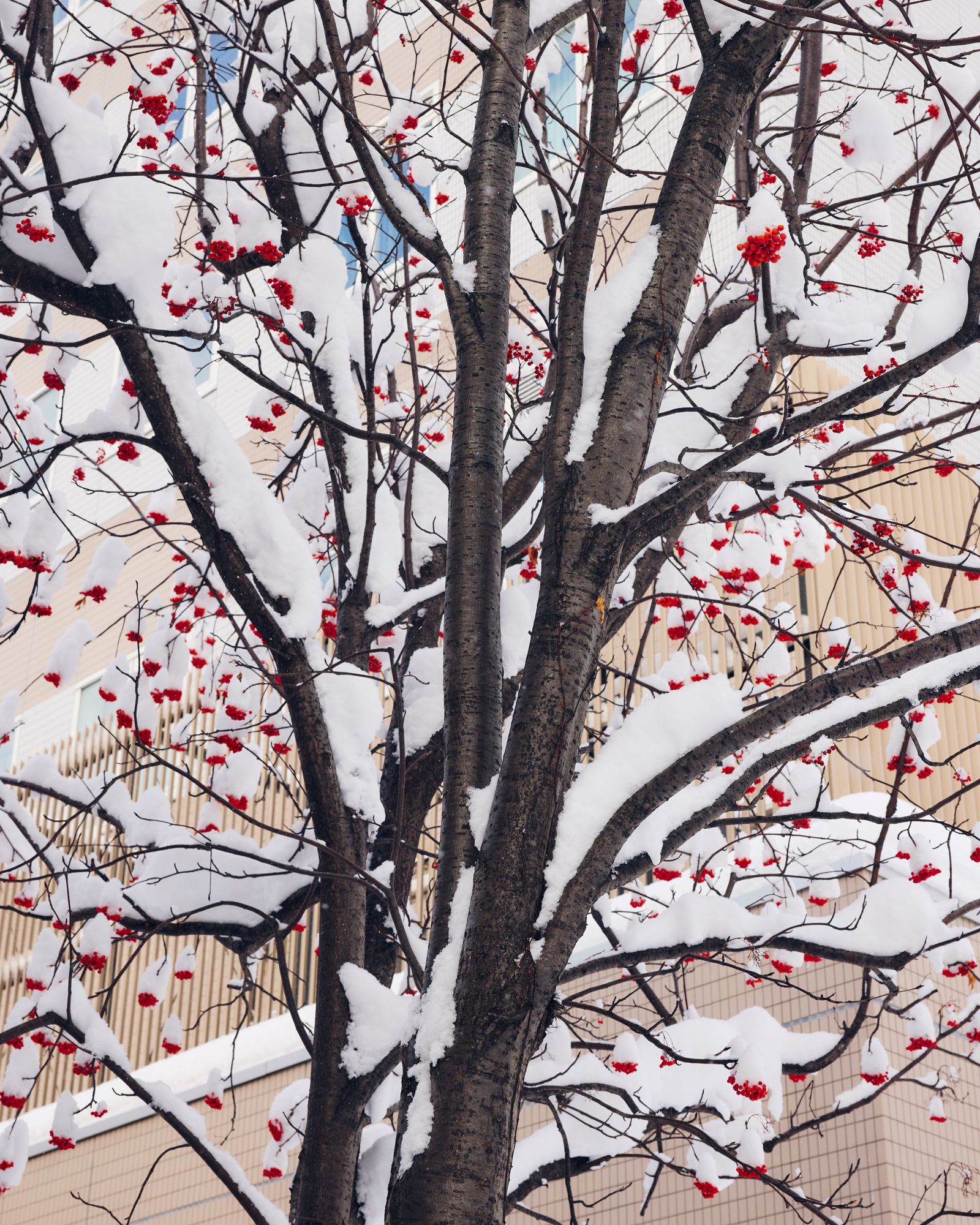 Hokkaido vineyard landscape showing the natural environment where Yoichi wines are produced.