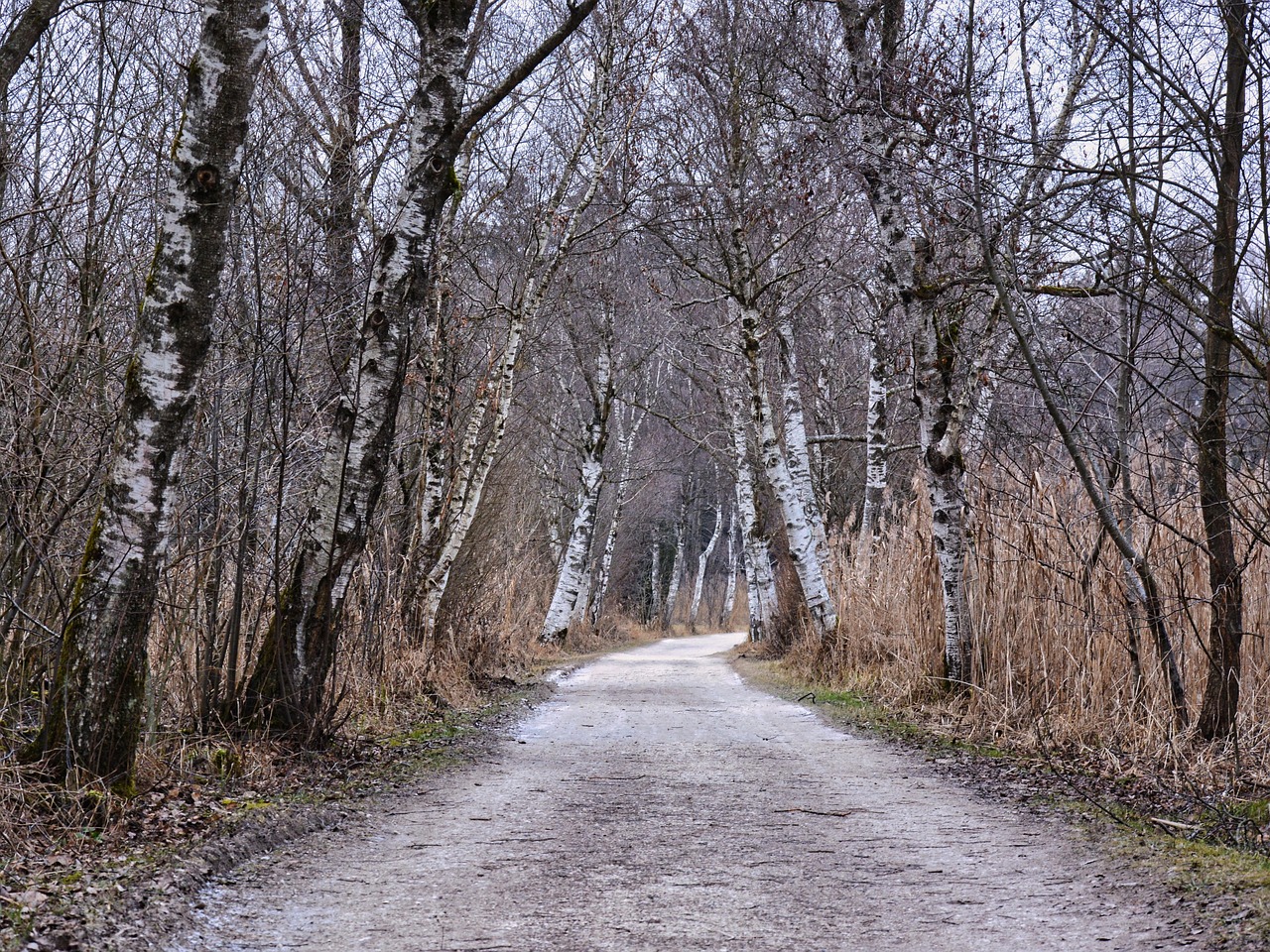 Riding Mountain National Park transforms into a sea of gold as birch and aspen leaves turn in late September.