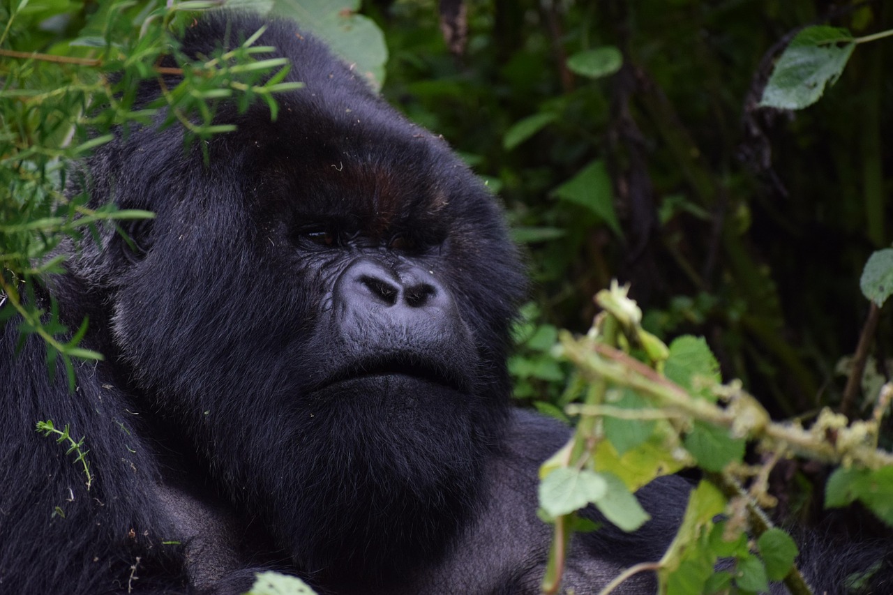 A face-to-face encounter with a silverback in the Virunga Massif is a life-changing experience for 2025 travelers.