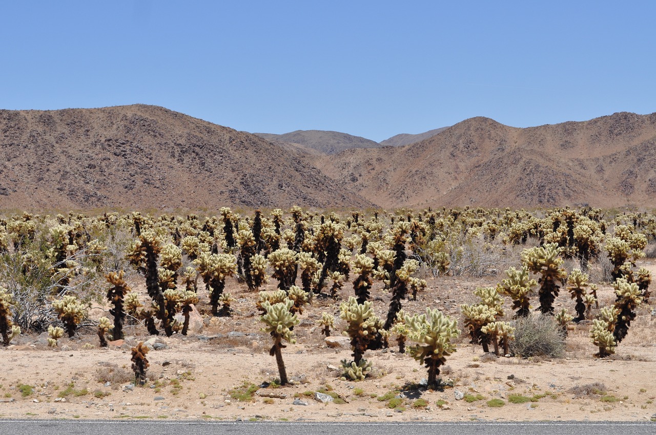 The Cholla Cactus Garden glows under the soft winter sun, offering a peaceful desert retreat.
