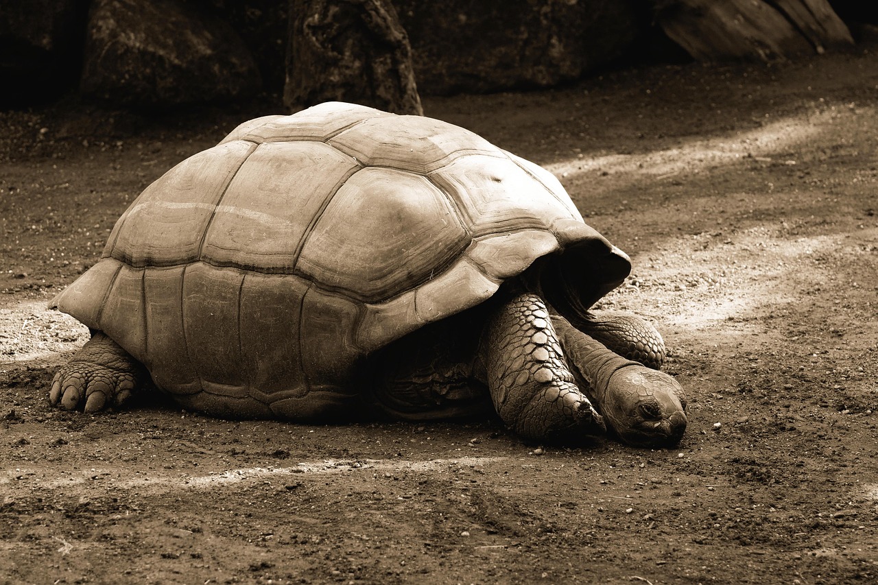 Small-ship cruises allow for close-up encounters with the unique wildlife of the Galápagos.