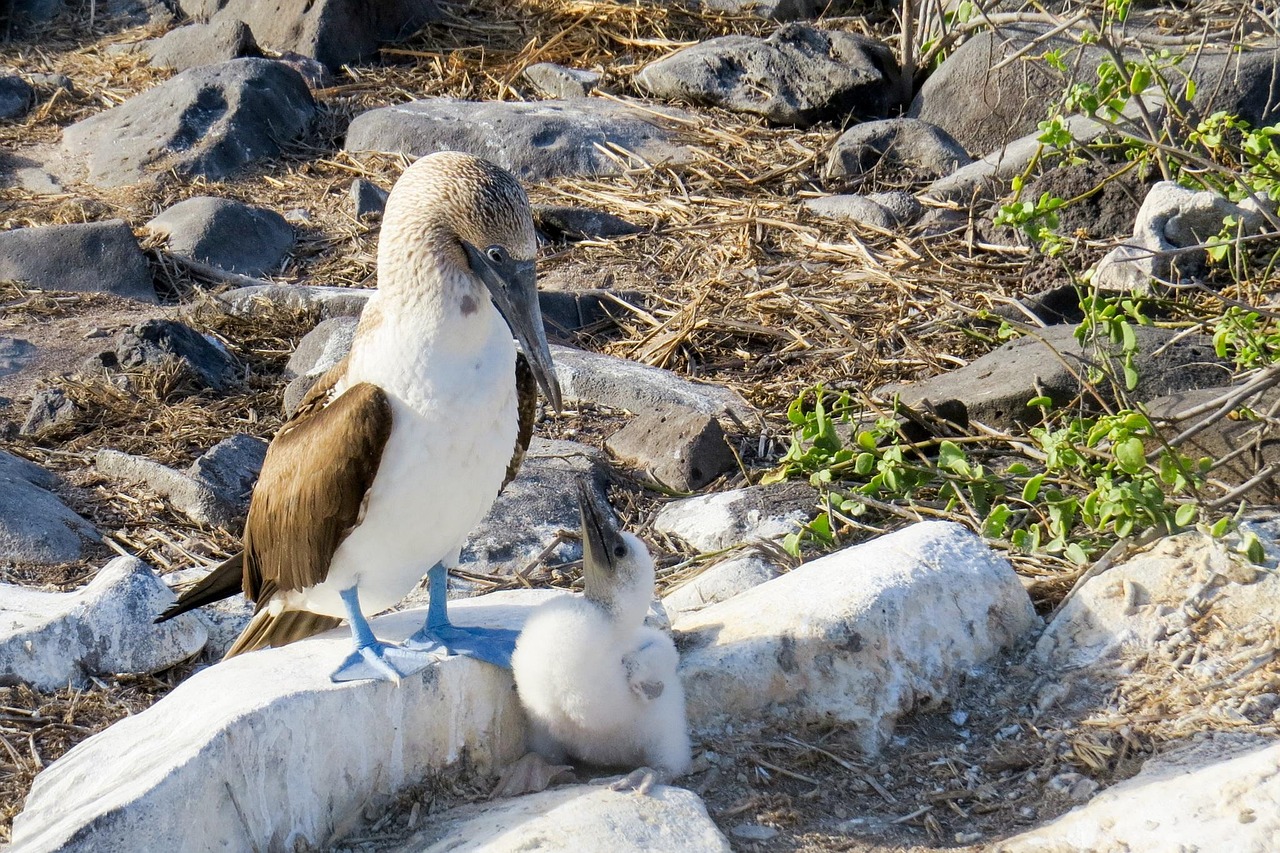 The islands of Loreto are home to iconic species like the blue-footed booby.