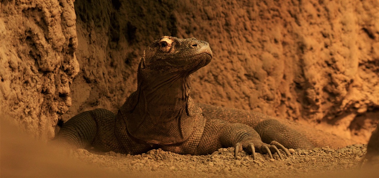 Meeting the giants: Komodo dragons roaming the shores of the Indonesian archipelago.