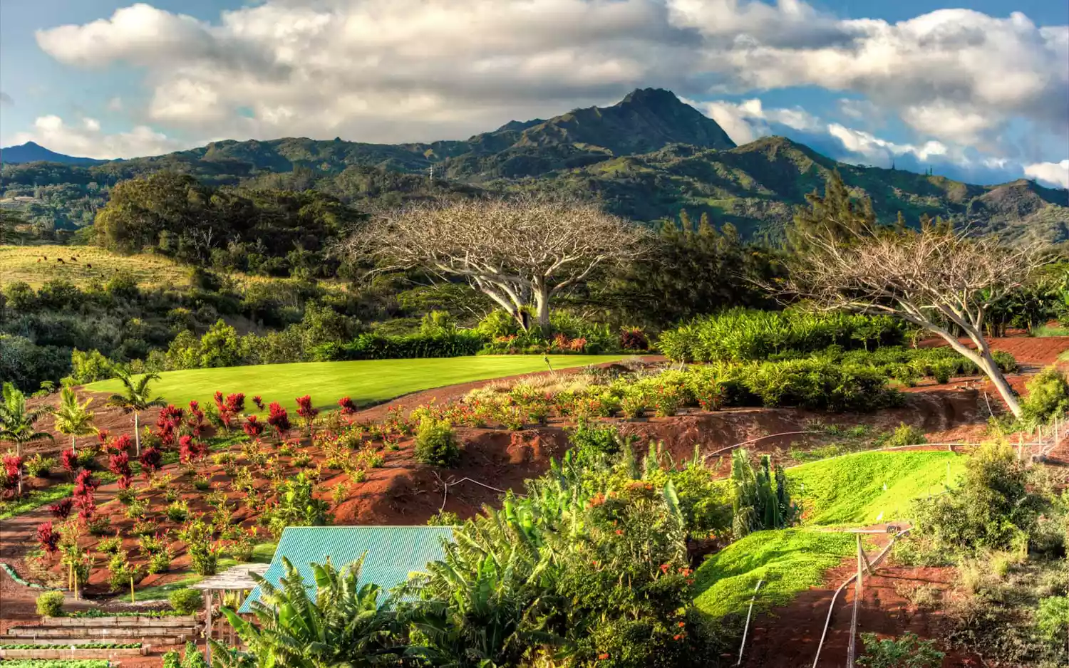 A lush organic farm at The Lodge at Kukui'ula in Kauai.