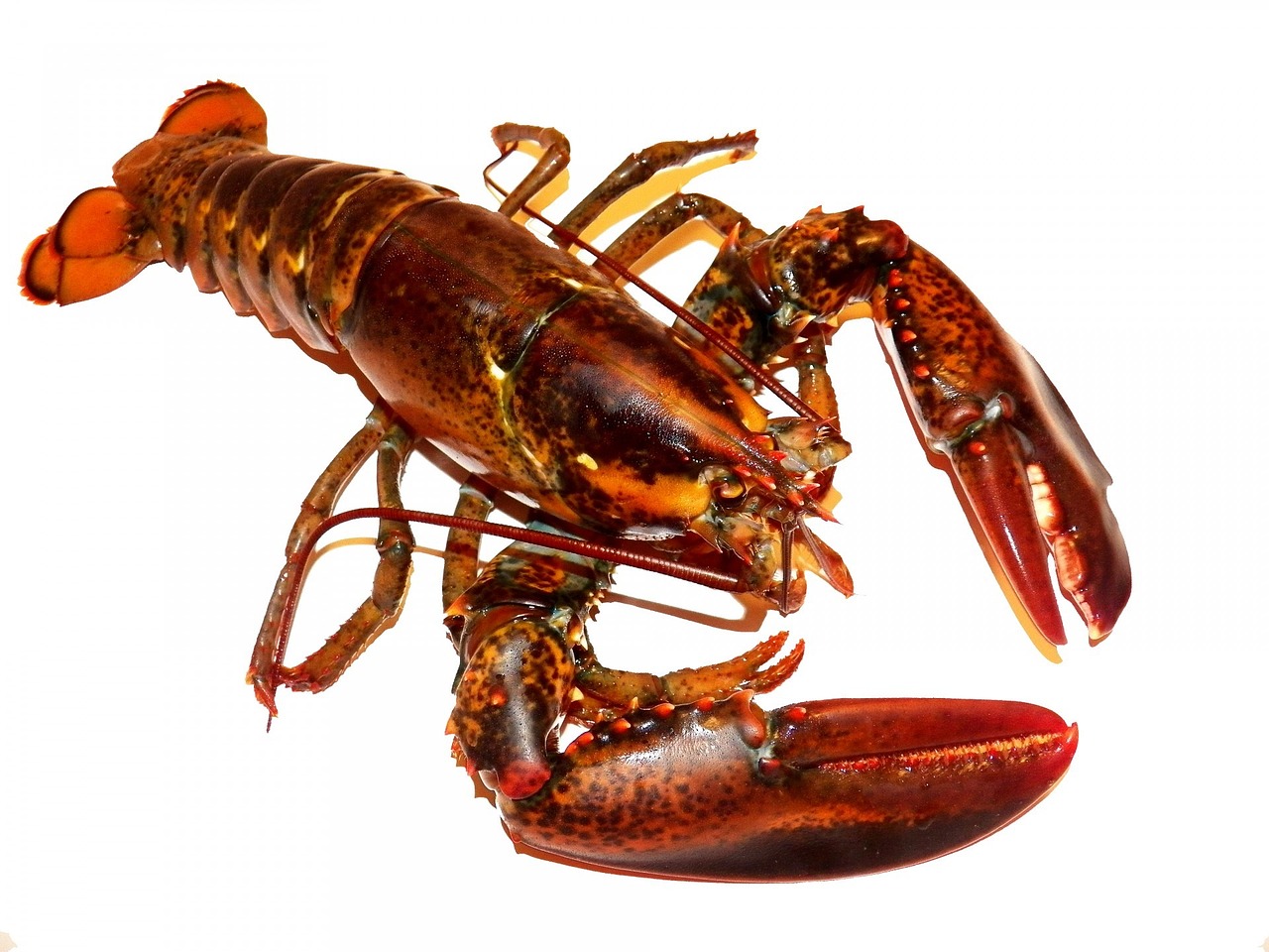 Live lobsters are surprisingly allowed through security in clear, spill-proof containers.