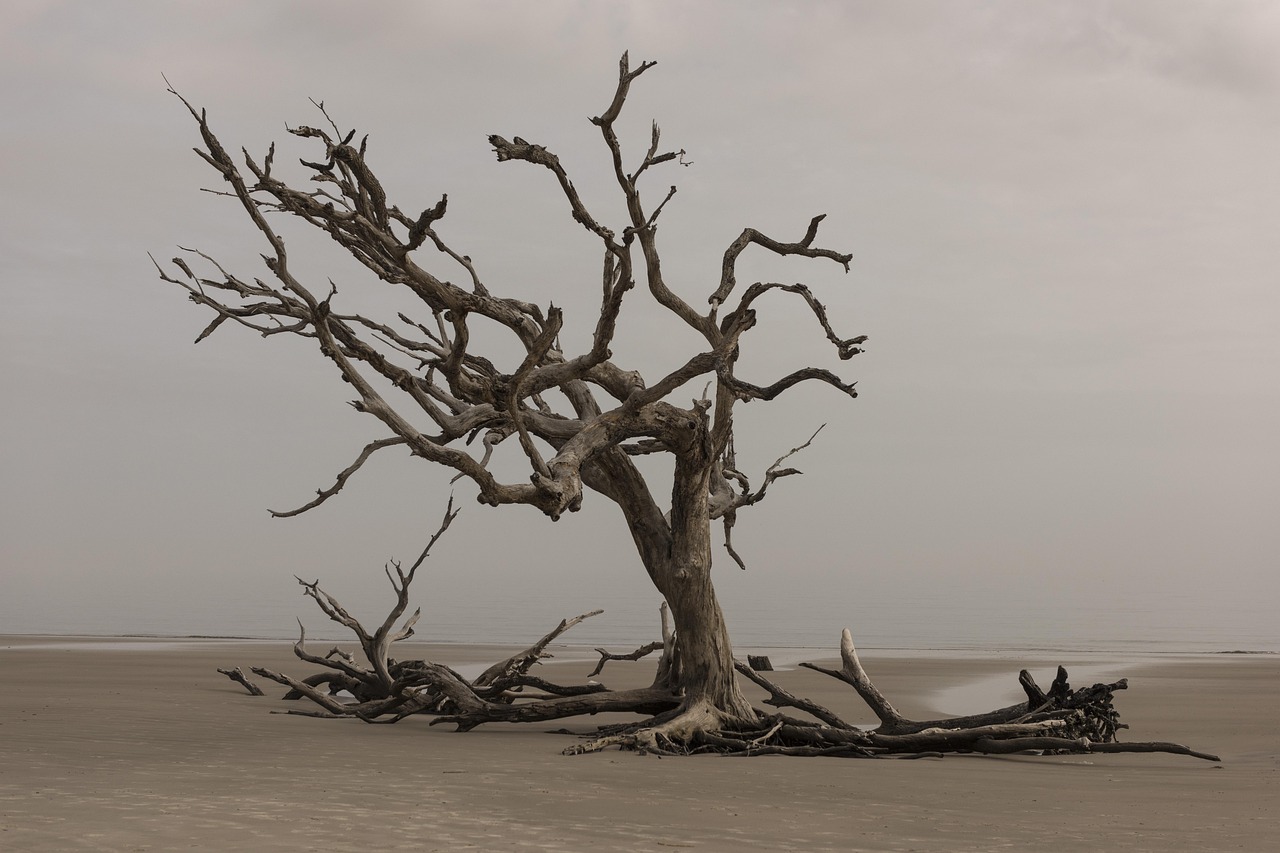 The rugged, driftwood-strewn coastline of First Beach in La Push.