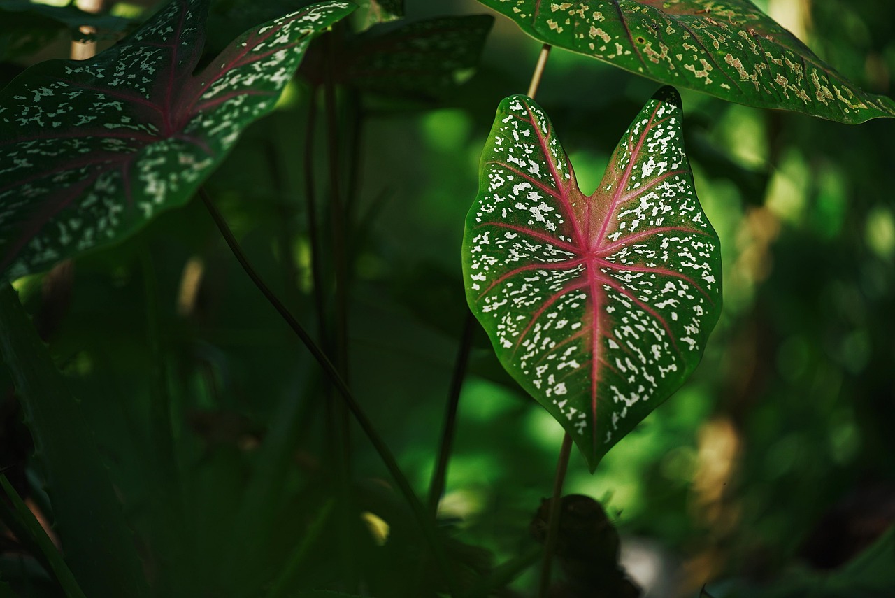 In Waipi‘o Valley, traditional taro farming remains a vital link to Hawaii's ancestral past.