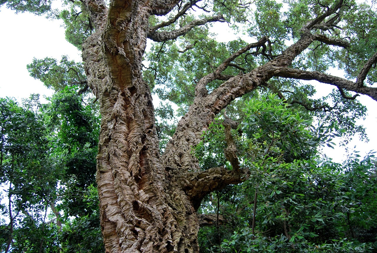 The hills of Serra de Grândola are home to ancient cork forests and wild aromatic herbs.