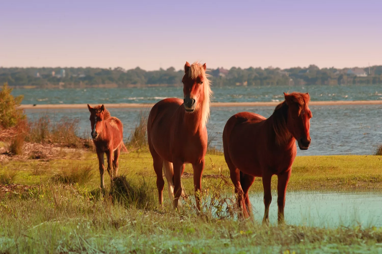 Wild horses standing on the sandy shores of Shackleford Banks under a blue sky.
