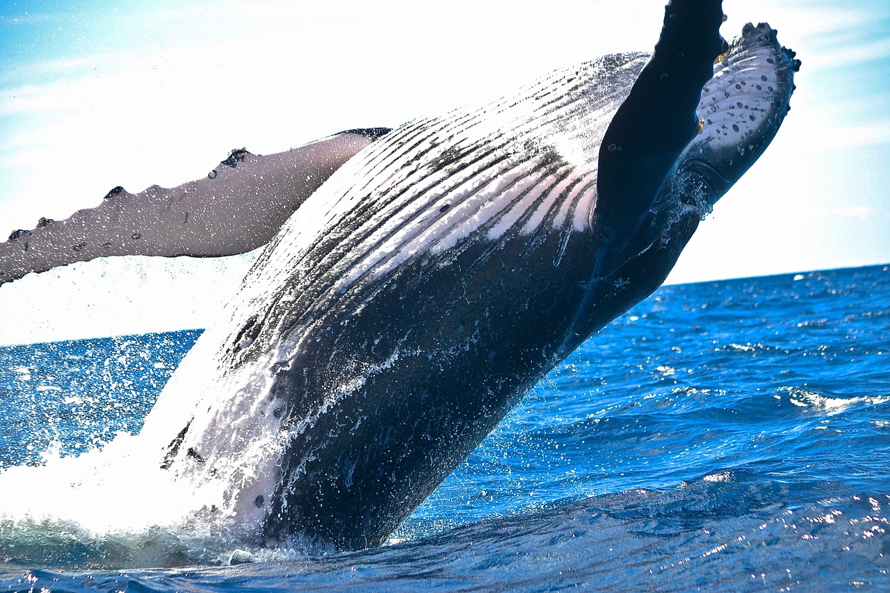 Winter visitors can witness the spectacular migration of humpback whales from their resort balconies.