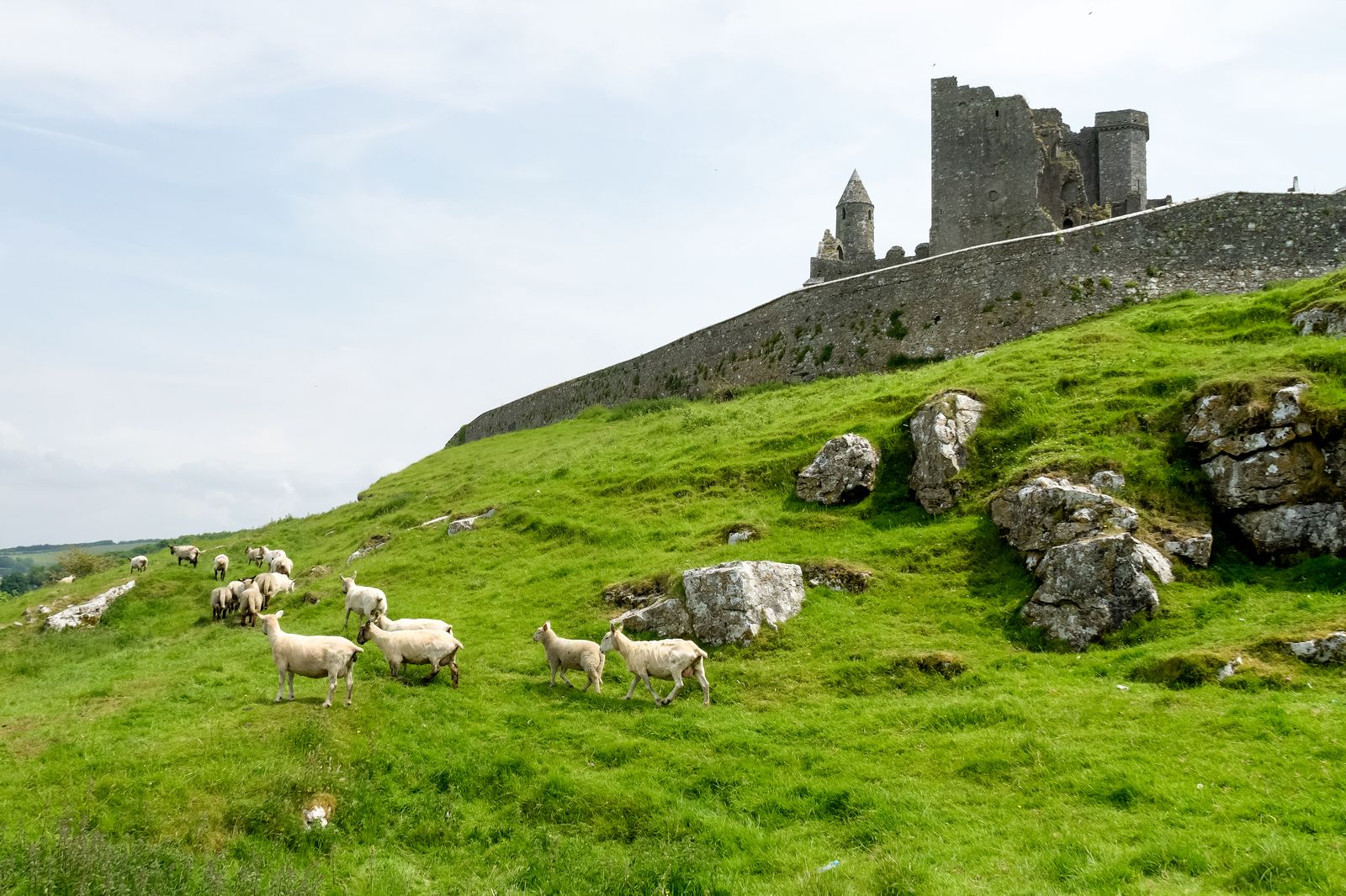 A green countryside field with sheep grazing in a rural European setting.
