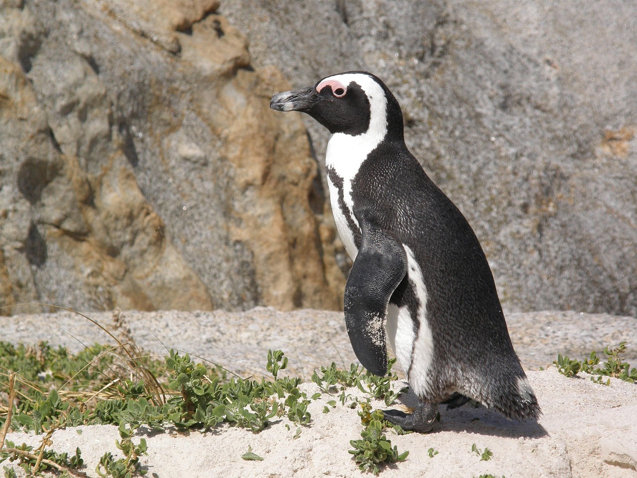 The 'Mother of All Itineraries' includes iconic experiences like visiting the penguin colony at Boulders Beach.