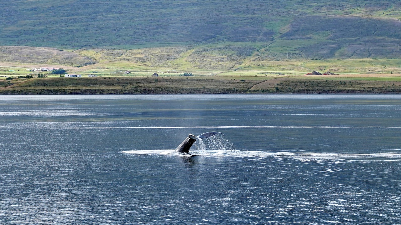 December marks the beginning of the majestic whale migration season in Maui.
