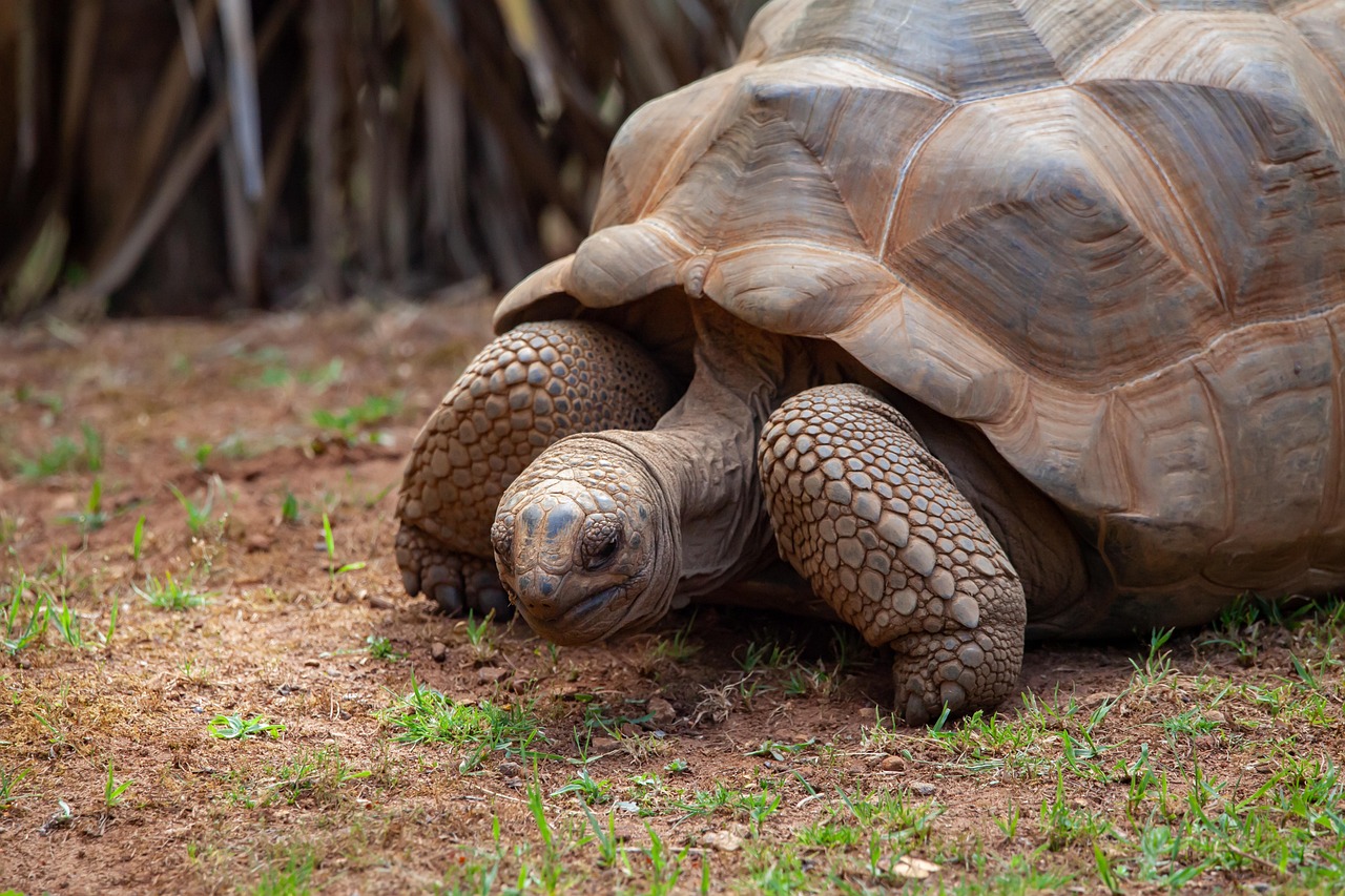 Aldabra is home to over 150,000 giant tortoises, outnumbering the human population of the entire country.