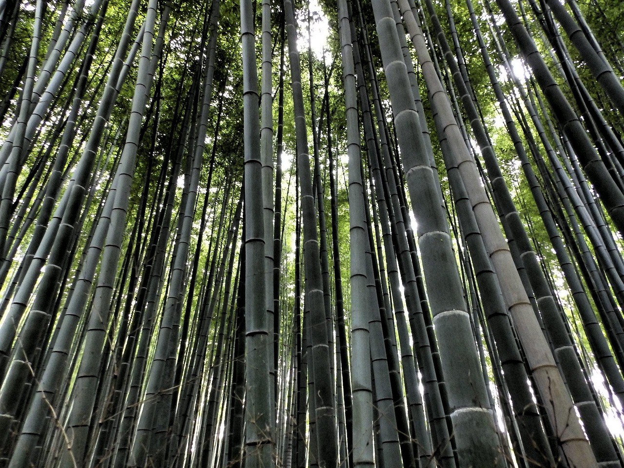 The serene and photogenic bamboo forests of Arashiyama.