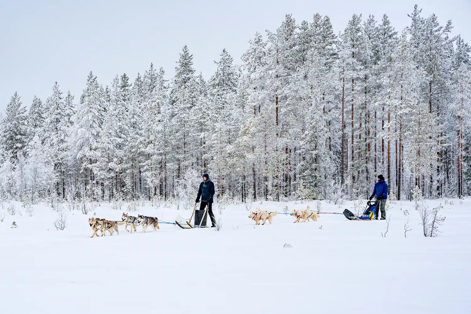 Two people riding sleds pulled by dogs in a snowy forest landscape in Finnish Lapland