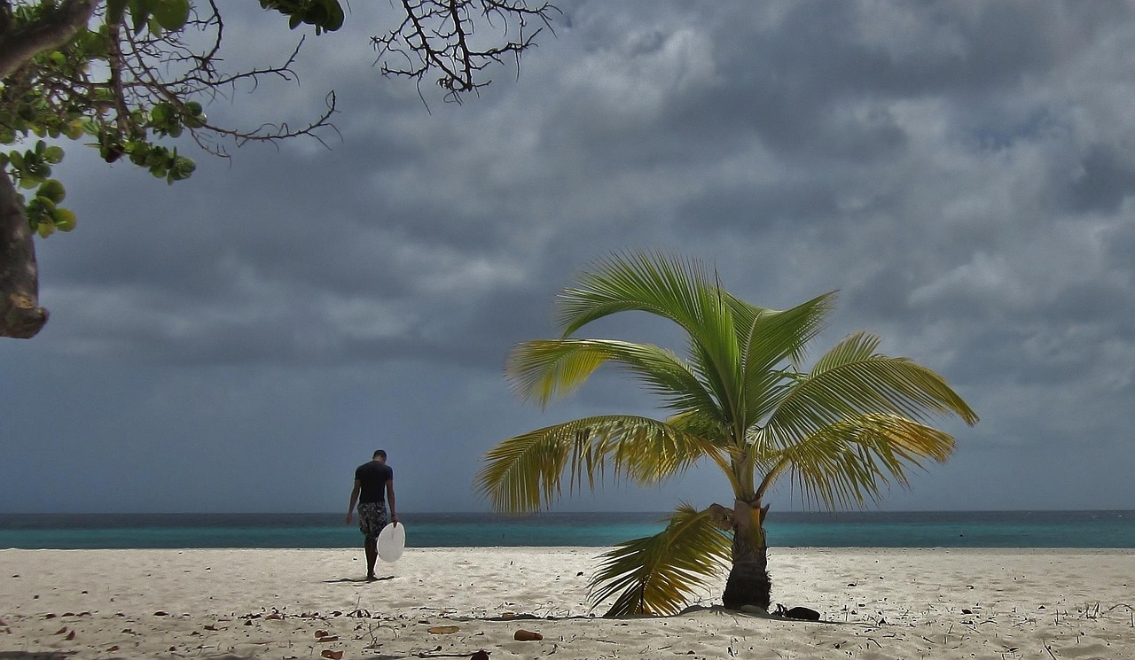 The iconic Fofoti trees of Aruba offer a unique silhouette against the Caribbean blue.