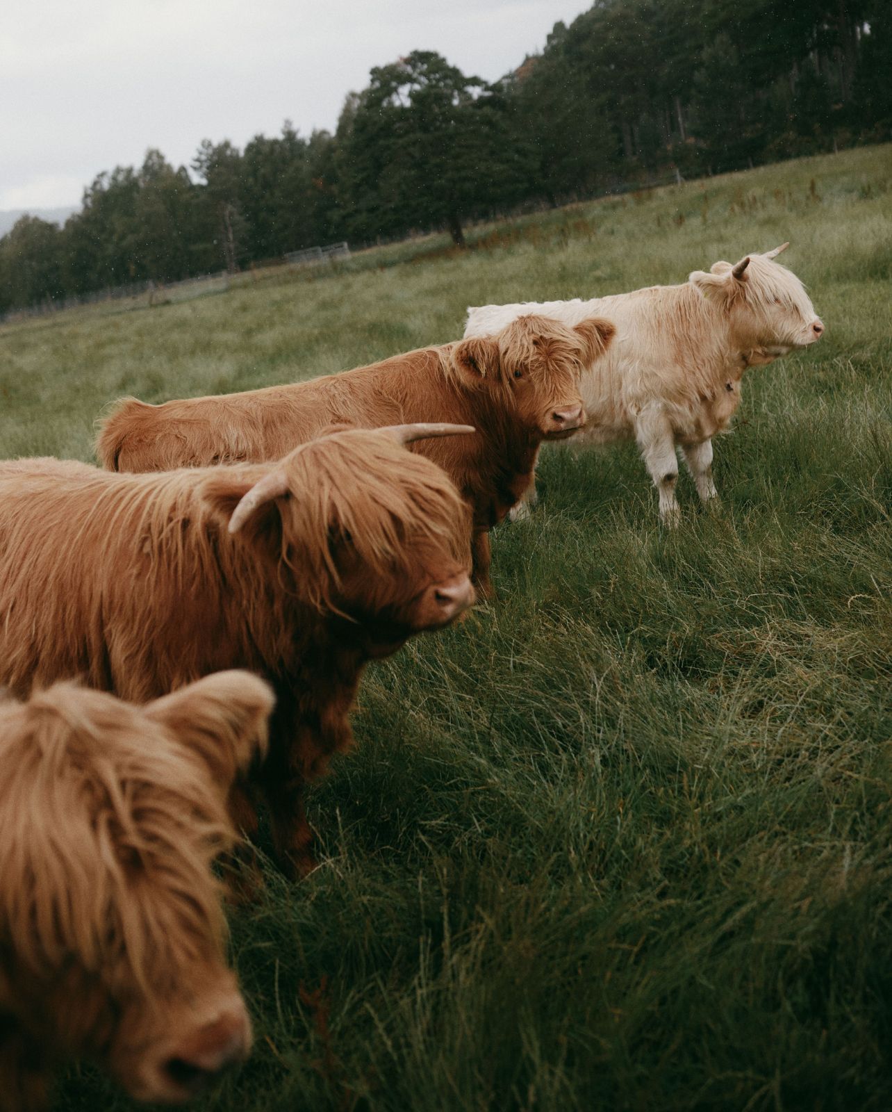 Two highland cows standing in a grassy pasture under a grey sky.