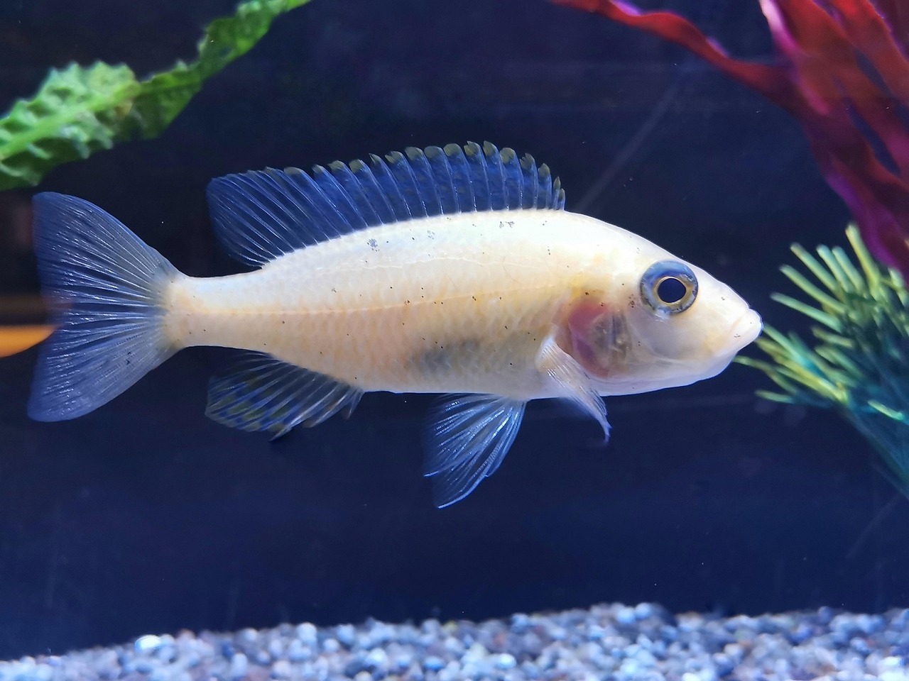 Seychelles' vast seagrass meadows serve as critical carbon sinks and nurseries for marine life.