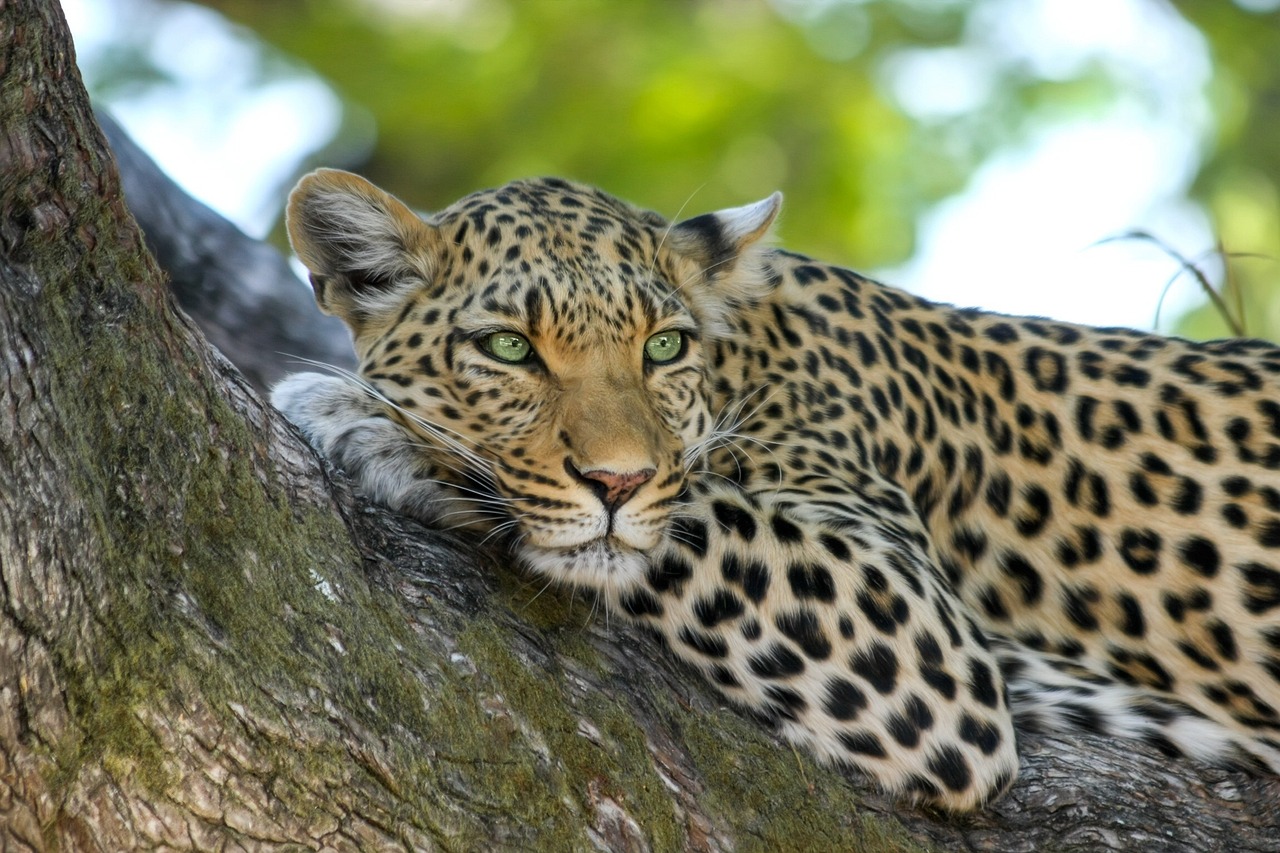 The Arabian leopard is a symbol of the Kingdom’s commitment to restoring its apex predators.
