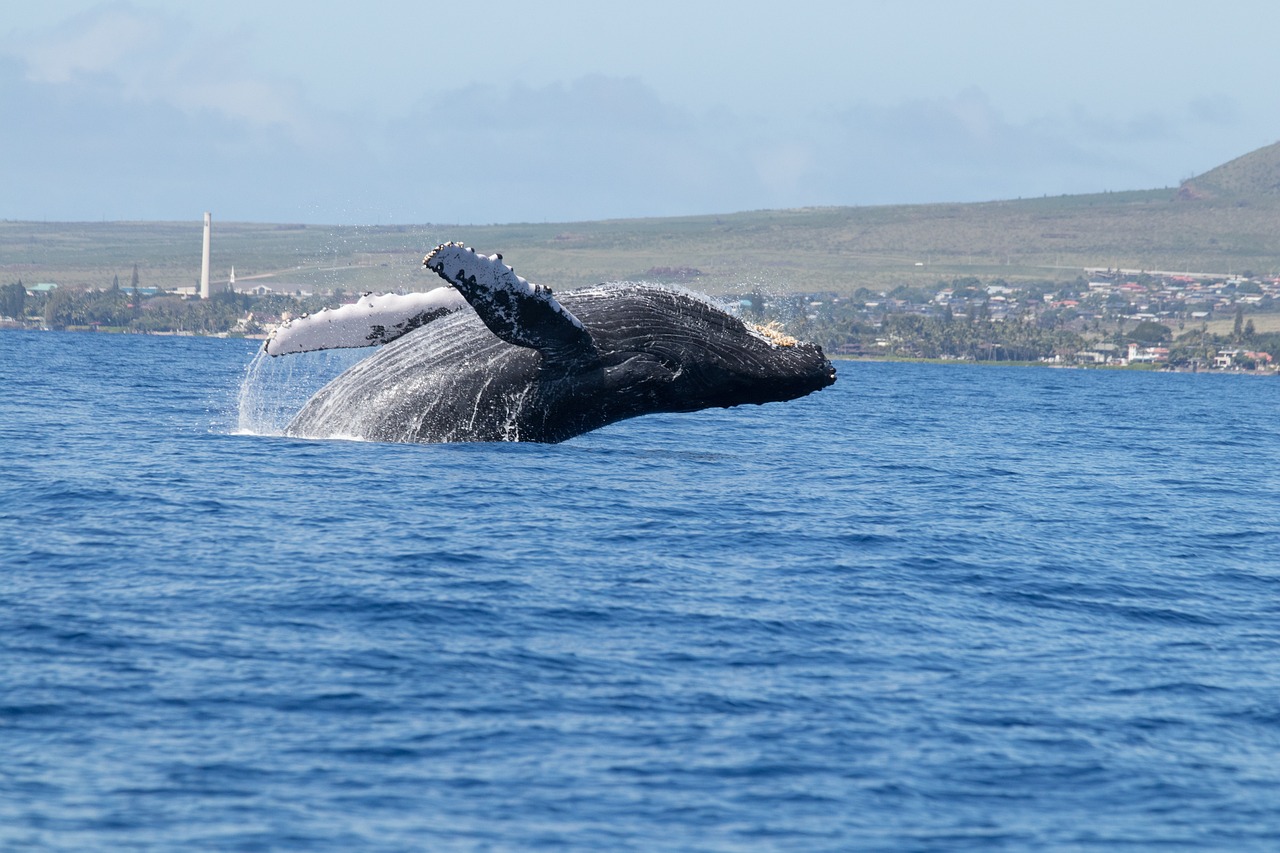 Visitors to Oahu in March are treated to spectacular displays by migrating humpback whales.