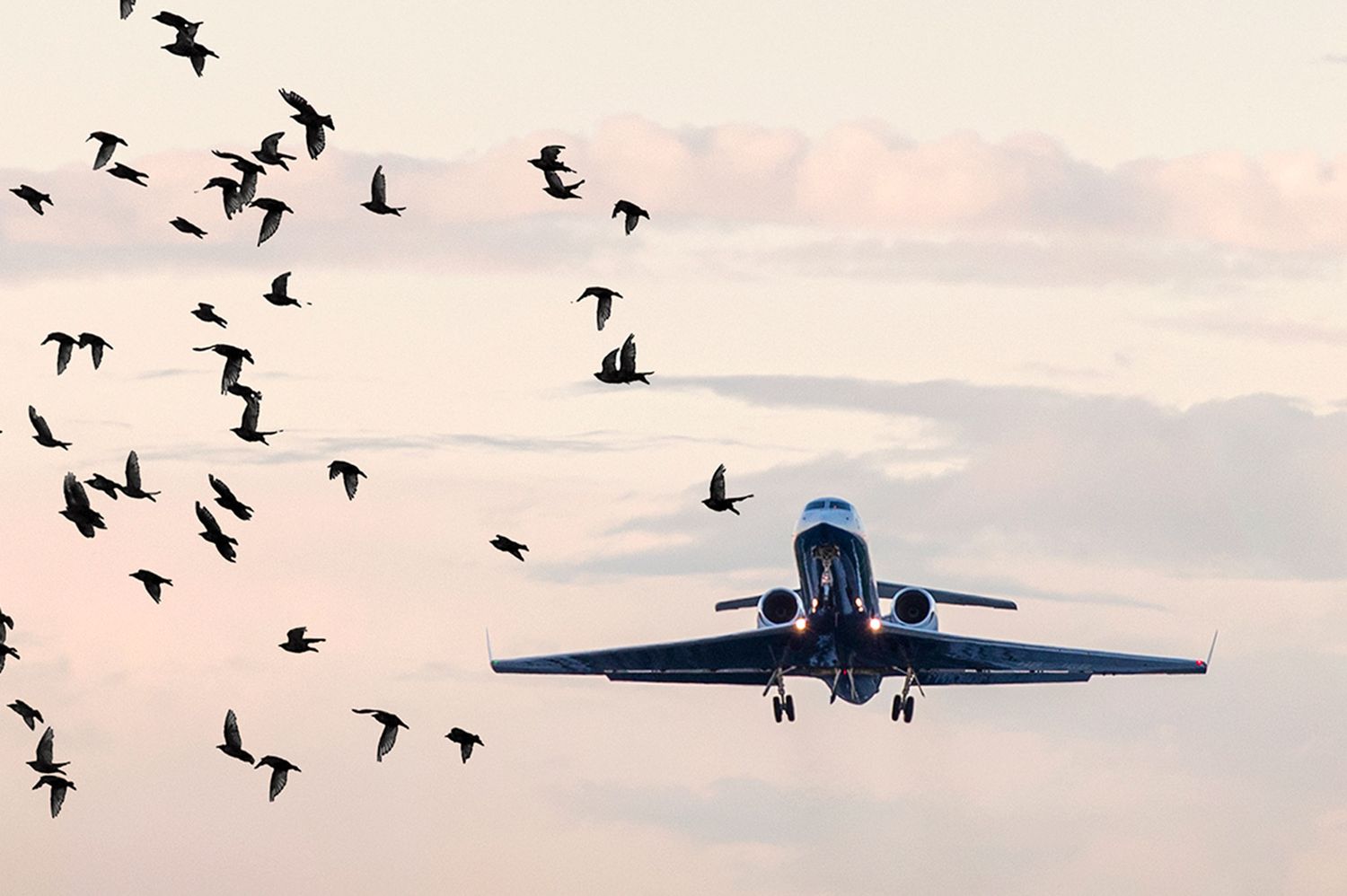 Bird Strikes: Aviation’s Quiet Risk and Prevention