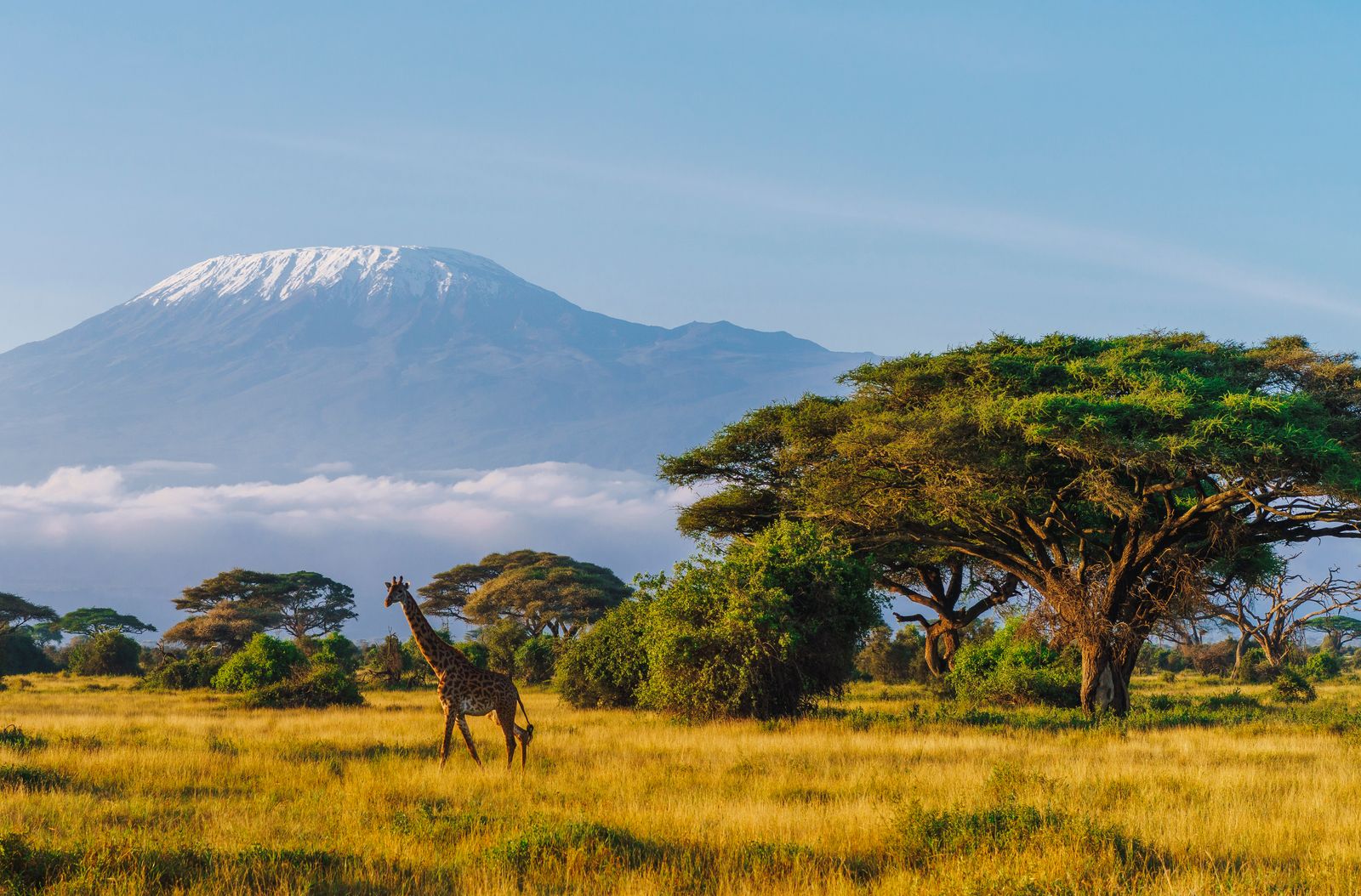 A giraffe standing in the savanna of an East African wildlife park.